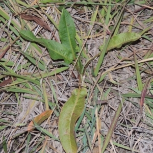 Rumex crispus at Gordon, ACT - 25 Jun 2020