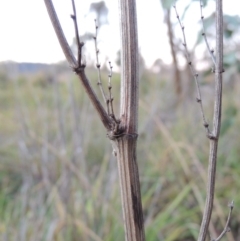 Rumex crispus at Gordon, ACT - 25 Jun 2020