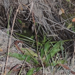 Rumex crispus at Gordon, ACT - 25 Jun 2020