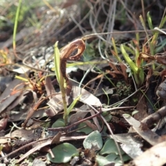 Diplodium truncatum (Little Dumpies, Brittle Greenhood) at Mount Painter - 22 Jun 2020 by CathB