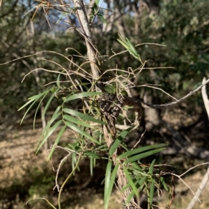 Geitonoplesium cymosum at Black Range, NSW - 27 Jun 2020 02:01 PM