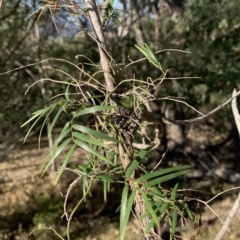 Geitonoplesium cymosum (Climbing Lily) at Black Range, NSW - 27 Jun 2020 by StephH