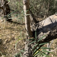 Geitonoplesium cymosum at Black Range, NSW - 27 Jun 2020