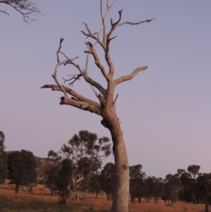 Eucalyptus sp. (dead tree) at Gordon, ACT - 25 Jun 2020