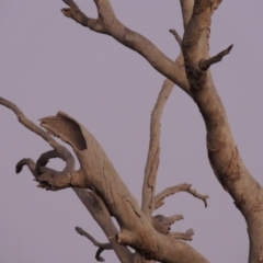 Eucalyptus sp. (dead tree) at Gordon, ACT - 25 Jun 2020