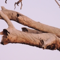 Eucalyptus sp. (dead tree) at Gordon, ACT - 25 Jun 2020 07:30 PM