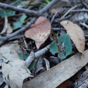 Acianthus collinus at Aranda, ACT - suppressed