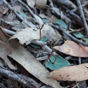 Acianthus collinus at Aranda, ACT - 18 Jun 2020