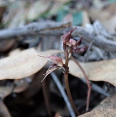 Acianthus collinus at Aranda, ACT - suppressed