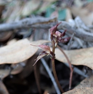 Acianthus collinus at Aranda, ACT - 18 Jun 2020