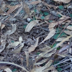 Acianthus collinus at Aranda, ACT - 18 Jun 2020