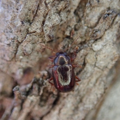 Eumolpinae (subfamily) (Unidentified Eumolpinae Leaf-beetle) at Aranda Bushland - 18 Jun 2020 by CathB