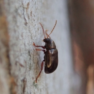 Eumolpinae (subfamily) at Dunlop, ACT - 18 Jun 2020