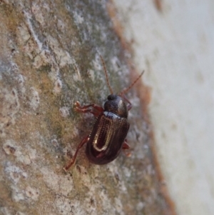 Eumolpinae (subfamily) at Dunlop, ACT - 18 Jun 2020