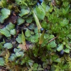 Encalypta sp. at Black Mountain - 8 Sep 2016 by CathB