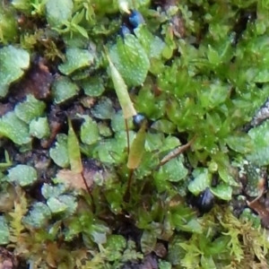 Encalypta sp. at Hackett, ACT - 8 Sep 2016