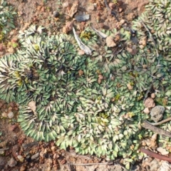 Riccia inflexa (Liverwort) at The Pinnacle - 17 Jun 2020 by RWPurdie