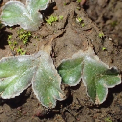 Riccia cartilaginosa (Liverwort) at Molonglo Gorge - 23 Jun 2020 by RWPurdie