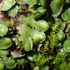 Targionia lorbeeriana (A liverwort) at Kowen, ACT - 23 Jun 2020 by RWPurdie