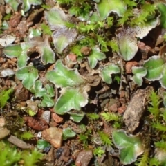 Riccia cartilaginosa (Liverwort) at Molonglo Gorge - 23 Jun 2020 by RWPurdie