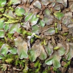 Riccia cartilaginosa at Kowen, ACT - 24 Jun 2020