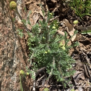 Cotula australis at Black Range, NSW - 29 Jun 2020