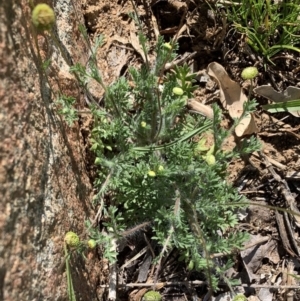 Cotula australis at Black Range, NSW - 29 Jun 2020 12:43 PM