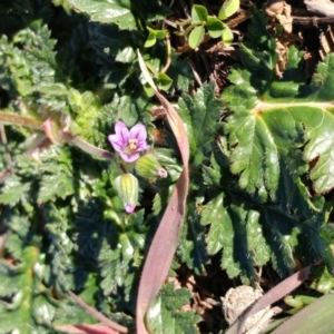 Erodium botrys at Dunlop, ACT - 24 Jun 2020