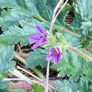 Erodium brachycarpum at Dunlop, ACT - 23 Jun 2020