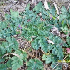 Erodium brachycarpum at Dunlop, ACT - 23 Jun 2020