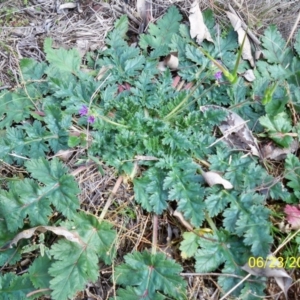 Erodium brachycarpum at Dunlop, ACT - 23 Jun 2020