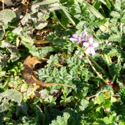 Erodium cicutarium (Common Storksbill, Common Crowfoot) at Dunlop, ACT - 24 Jun 2020 by sangio7