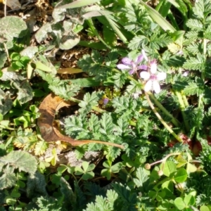 Erodium cicutarium at Dunlop, ACT - 24 Jun 2020