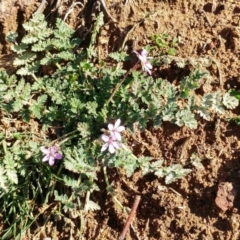 Erodium cicutarium at Dunlop, ACT - 24 Jun 2020