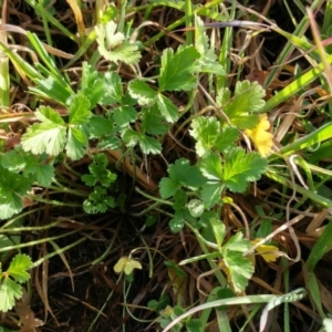 Erodium crinitum at Dunlop, ACT - 24 Jun 2020 02:53 PM