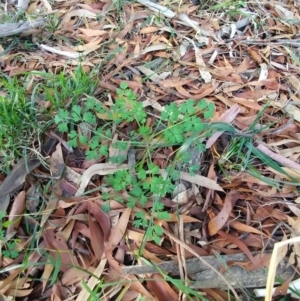 Erodium crinitum at Dunlop, ACT - 24 Jun 2020