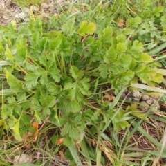 Erodium crinitum at Dunlop, ACT - 24 Jun 2020 02:53 PM