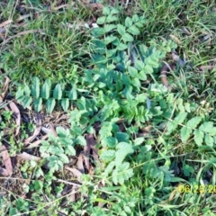 Erodium moschatum (Musky Crowfoot, Musky Storksbill) at Dunlop, ACT - 23 Jun 2020 by sangio7