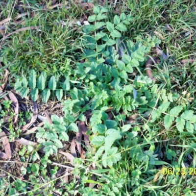 Erodium moschatum (Musky Crowfoot, Musky Storksbill) at Dunlop, ACT - 23 Jun 2020 by sangio7