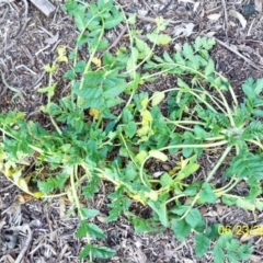 Erodium moschatum at Dunlop, ACT - 23 Jun 2020