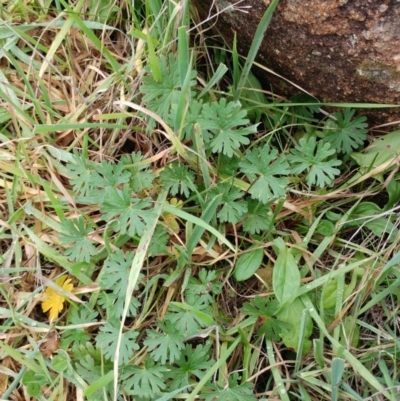 Geranium (genus) (Geranium) at Dunlop, ACT - 24 Jun 2020 by sangio7