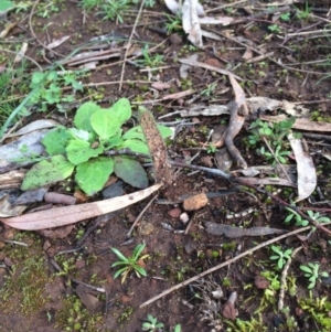 Caladenia sp. at Hackett, ACT - 29 Jun 2020