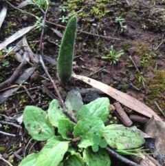 Caladenia sp. at Hackett, ACT - 29 Jun 2020