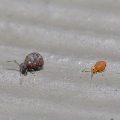 Symphypleona sp. (order) (Globular springtail) at ANBG - 28 Jun 2020 by TimL