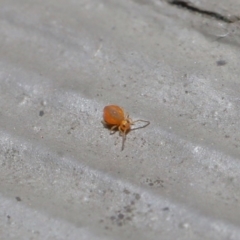 Symphypleona sp. (order) at Hackett, ACT - 28 Jun 2020