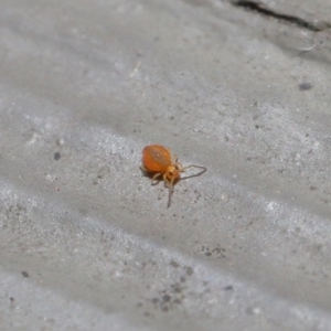 Symphypleona sp. (order) at Hackett, ACT - 28 Jun 2020