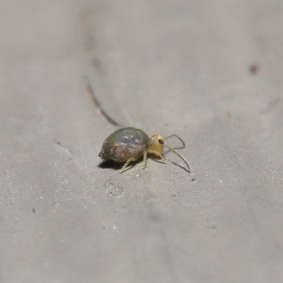 Symphypleona sp. (order) (Globular springtail) at Hackett, ACT - 28 Jun 2020 by TimL