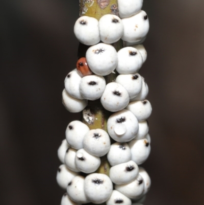 Cryptes baccatus (Wattle Tick Scale) at ANBG - 19 Jun 2020 by TimL