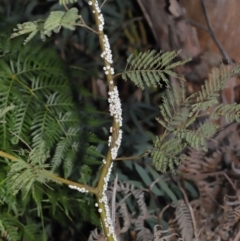 Cryptes baccatus at Acton, ACT - 19 Jun 2020 12:29 PM