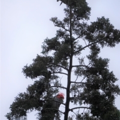 Callocephalon fimbriatum (Gang-gang Cockatoo) at Red Hill Nature Reserve - 29 Jun 2020 by JackyF